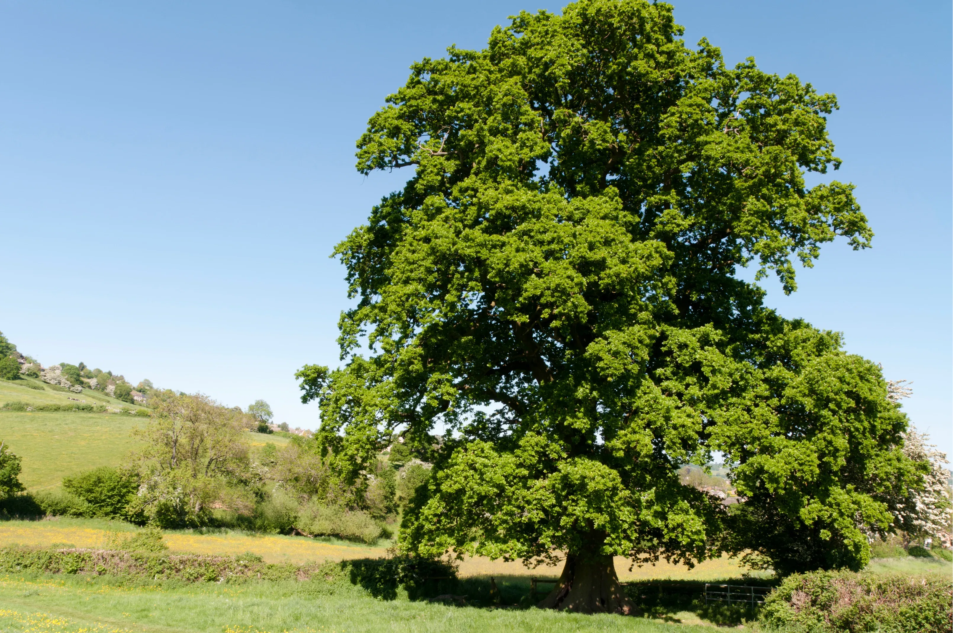 Large oak tree near Perth