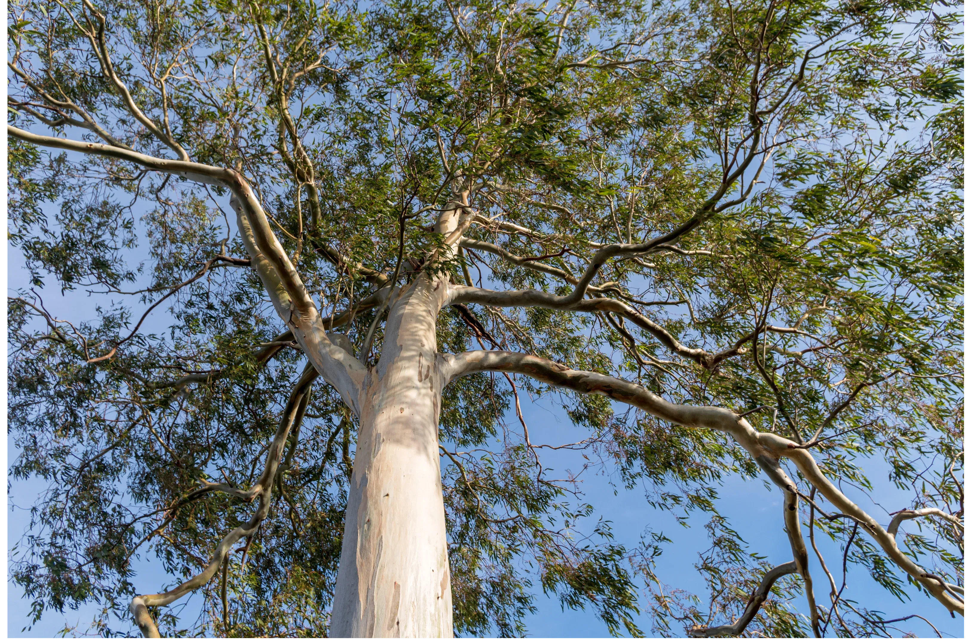 Eucalyptus tree canopy near Perth