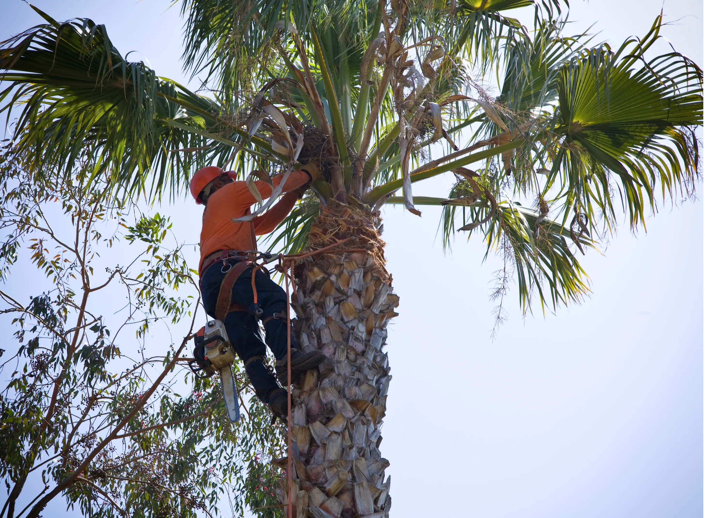 Professional arborist removing palm tree in Perth
