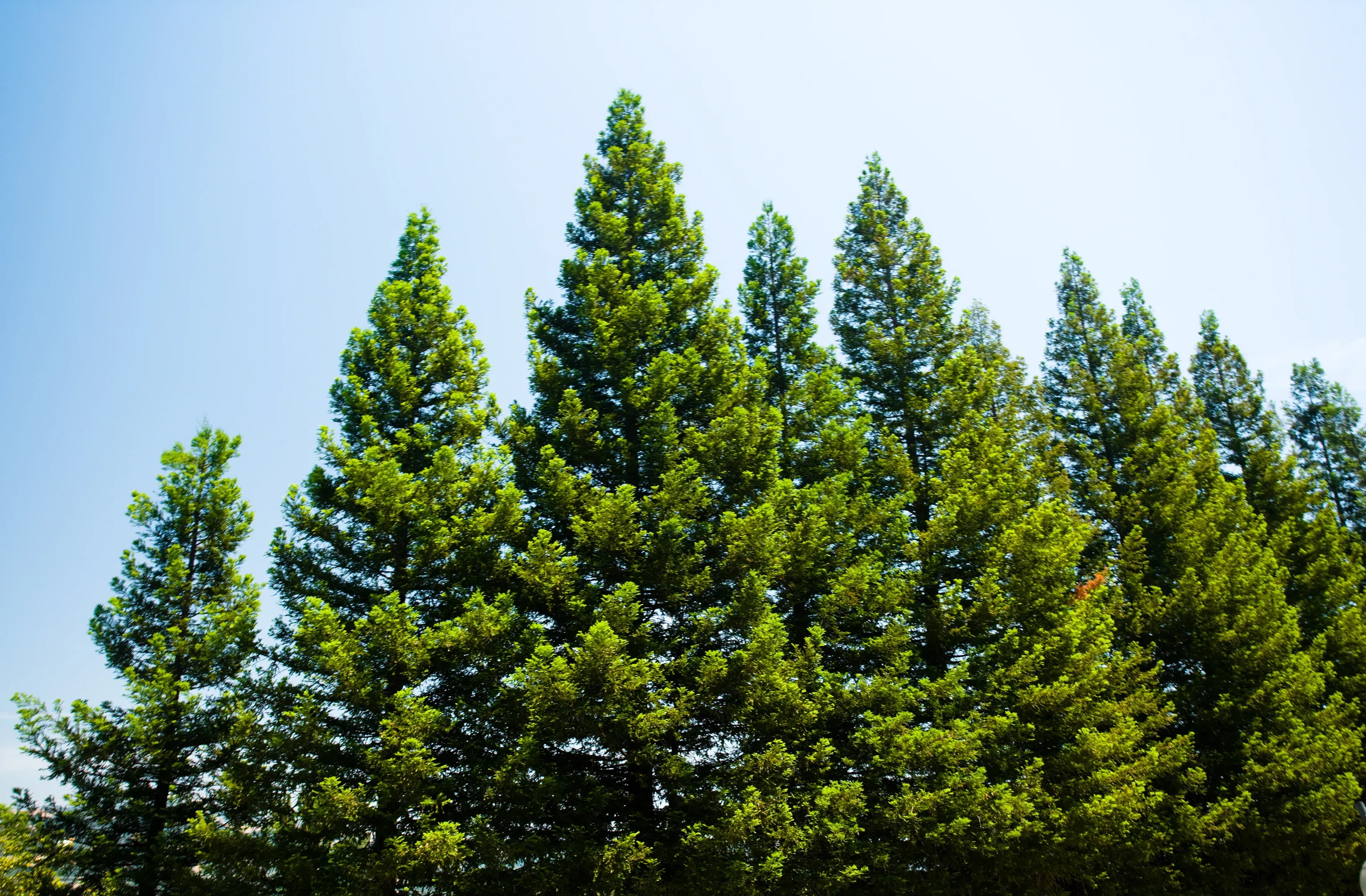 Pine trees near Perth