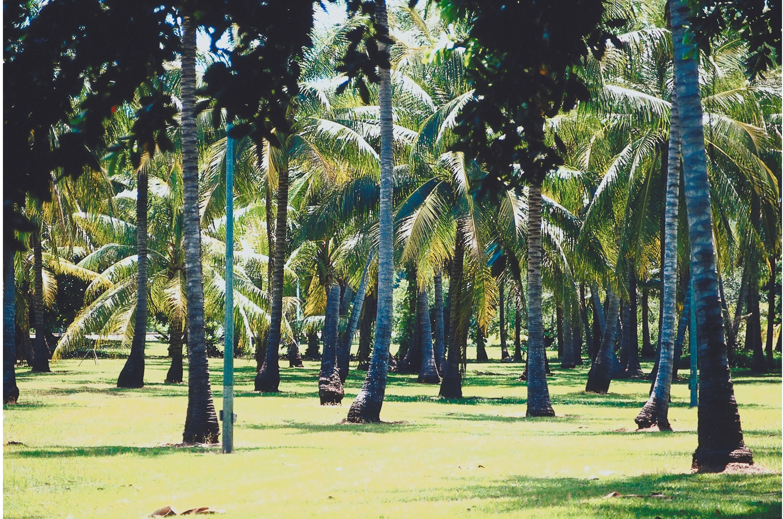 Tropical palm forest landscape Australia